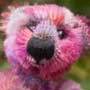 Thumbnail of Aleksander