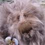 Thumbnail of Angostura