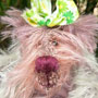 Thumbnail of Daley
