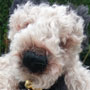 Thumbnail of Myrrh