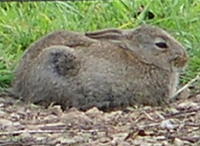 Young rabbit having a rest